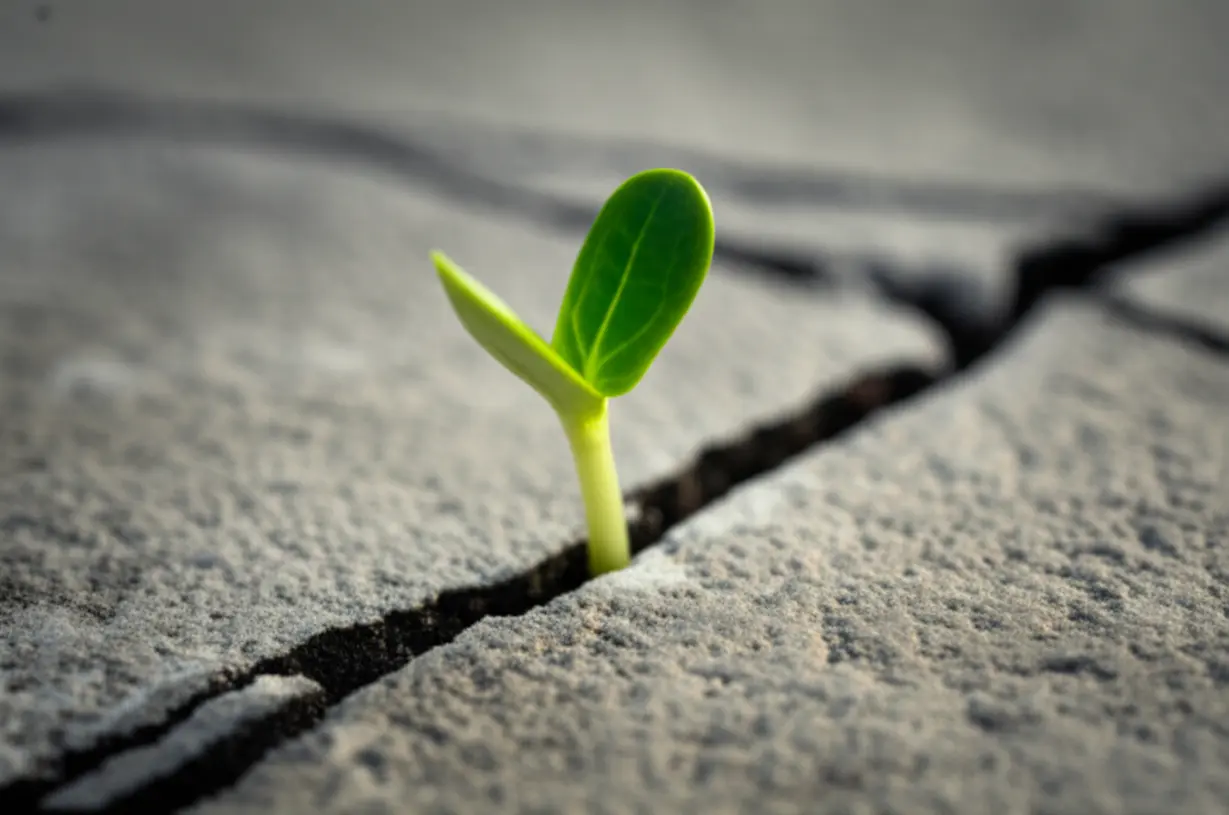 틈새에서-자라는-새싹-박환희-극복-(Sprout-growing-through-crack-Park-Hwan-hee-overcoming)