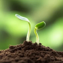 남북-통일과-평화로운-미래를-상징하는-귀여운-새싹-이미지